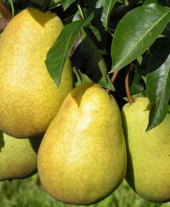 Груша «Чижовская» в каталоге СЦ Корекозево