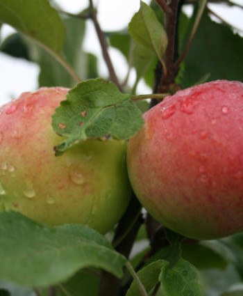 Яблоня «Память воину» в каталоге СЦ Корекозево