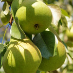 Миниатюра 3. Груша «Чижовская» в каталоге СЦ Корекозево