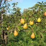 Миниатюра 4. Груша «Чижовская» в каталоге СЦ Корекозево