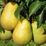 Миниатюра 1. Груша «Чижовская» в каталоге СЦ Корекозево