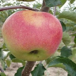 Миниатюра 3. Яблоня «Память воину» в каталоге СЦ Корекозево