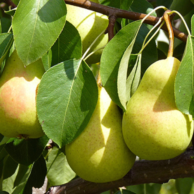 Фото 2. Груша «Чижовская» в каталоге СЦ Корекозево