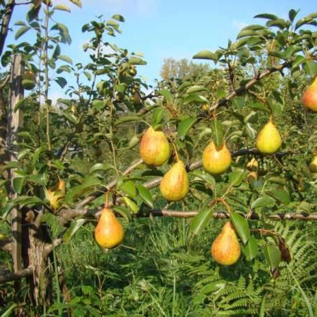 Фото 4. Груша «Чижовская» в каталоге СЦ Корекозево