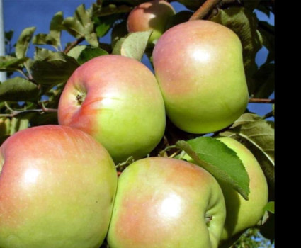 Яблоня «Синап Орловский» в каталоге СЦ Корекозево