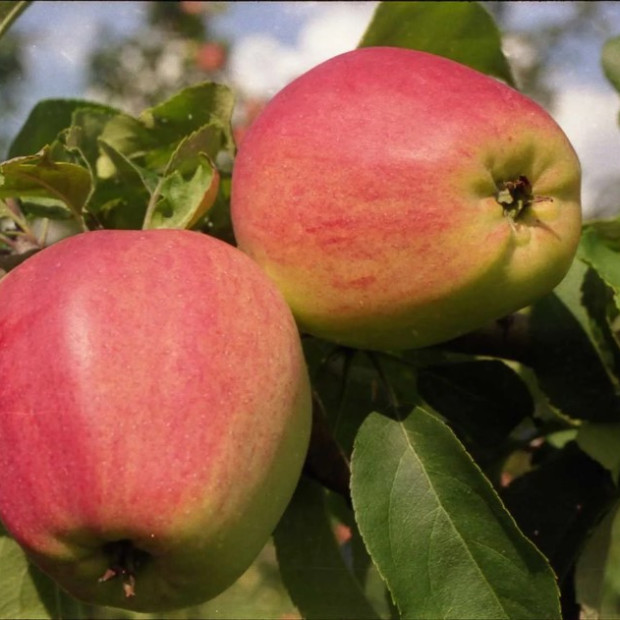 Фото 3. Яблоня «Синап Орловский» в каталоге СЦ Корекозево