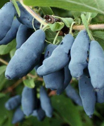 Жимолость «Бакчарский великан» в каталоге СЦ Корекозево