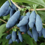 Миниатюра 1. Жимолость «Бакчарский великан» в каталоге СЦ Корекозево