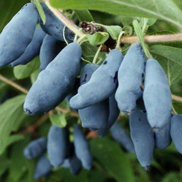 Фото 1. Жимолость «Бакчарский великан» в каталоге СЦ Корекозево
