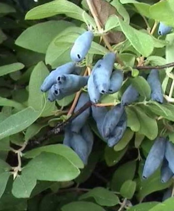 Жимолость «Бархат» в каталоге СЦ Корекозево