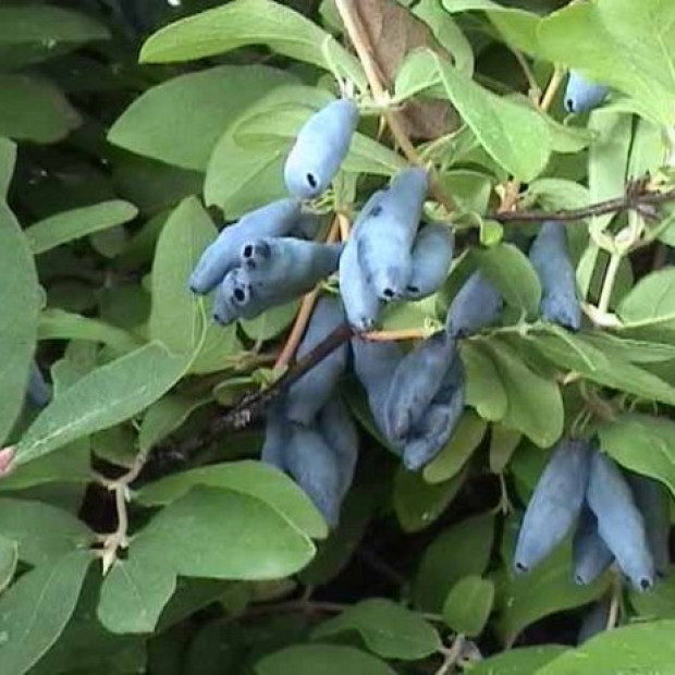 Фото 1. Жимолость «Бархат» в каталоге СЦ Корекозево