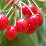 Миниатюра 3. Черешня «Брянская розовая» в каталоге СЦ Корекозево