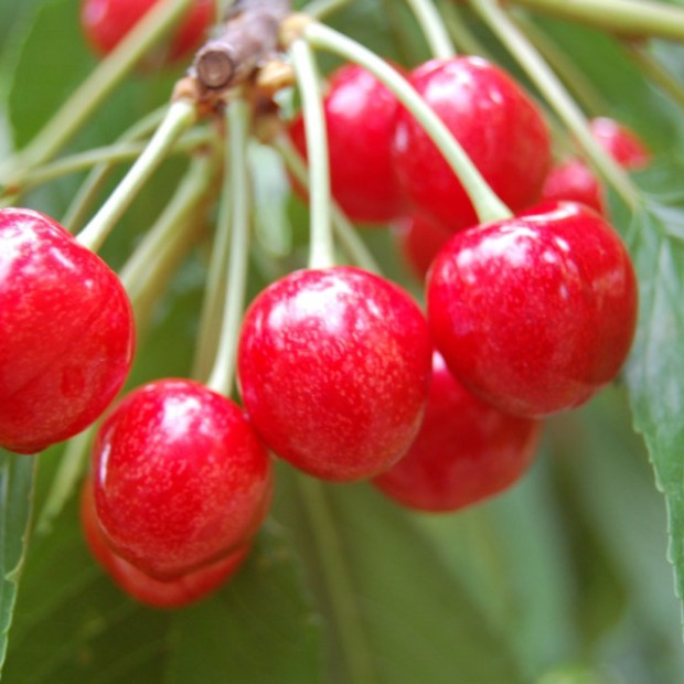 Фото 3. Черешня «Брянская розовая» в каталоге СЦ Корекозево