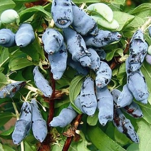 Фото 1. Жимолость «МОРЕНА» в каталоге СЦ Корекозево