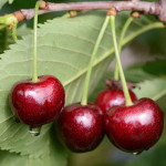 Миниатюра 2. Черешня «Ипуть» в каталоге СЦ Корекозево