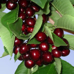 Миниатюра 4. Черешня «Ипуть» в каталоге СЦ Корекозево