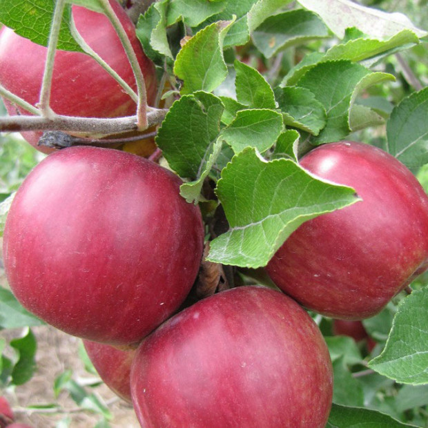 Фото 2. Яблоня колоновидная «Московское ожерелье» в каталоге СЦ Корекозево