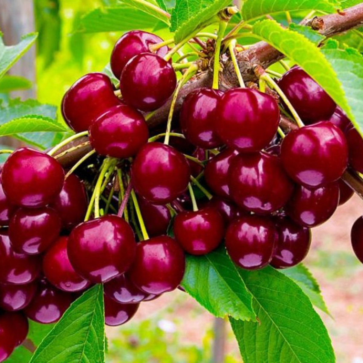 Черешня «Овстуженка» в каталоге СЦ Корекозево