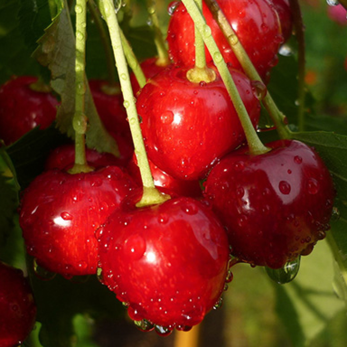 Черешня «Ревна» в каталоге СЦ Корекозево