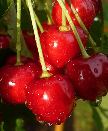 Черешня «Ревна» в каталоге СЦ Корекозево