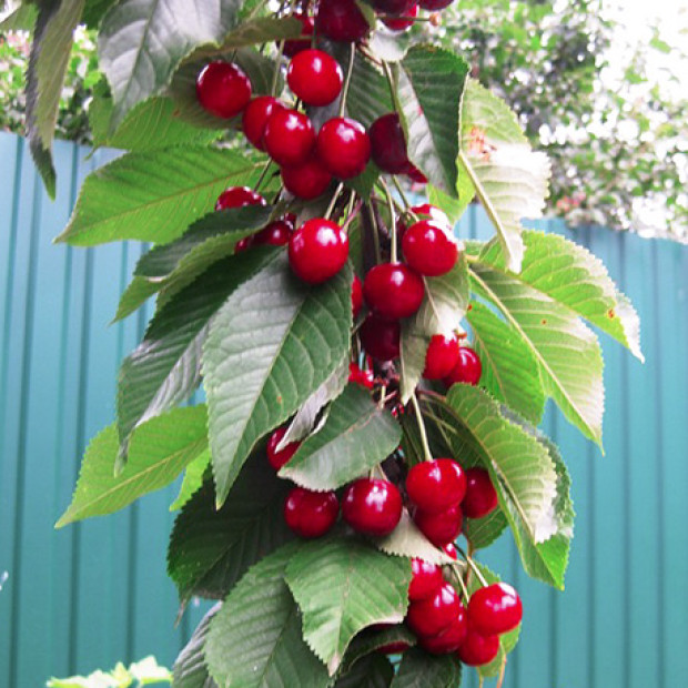 Фото 2. Черешня «Ревна» в каталоге СЦ Корекозево