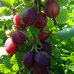 Миниатюра 3. Крыжовник «Северный Капитан» в каталоге СЦ Корекозево