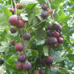 Миниатюра 4. Крыжовник «Северный Капитан» в каталоге СЦ Корекозево