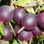 Миниатюра 1. Крыжовник «Северный Капитан» в каталоге СЦ Корекозево