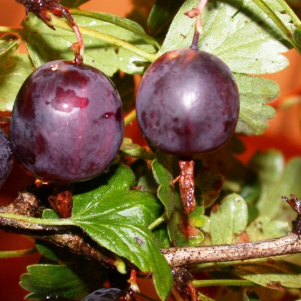 Фото 2. Крыжовник «Северный Капитан» в каталоге СЦ Корекозево