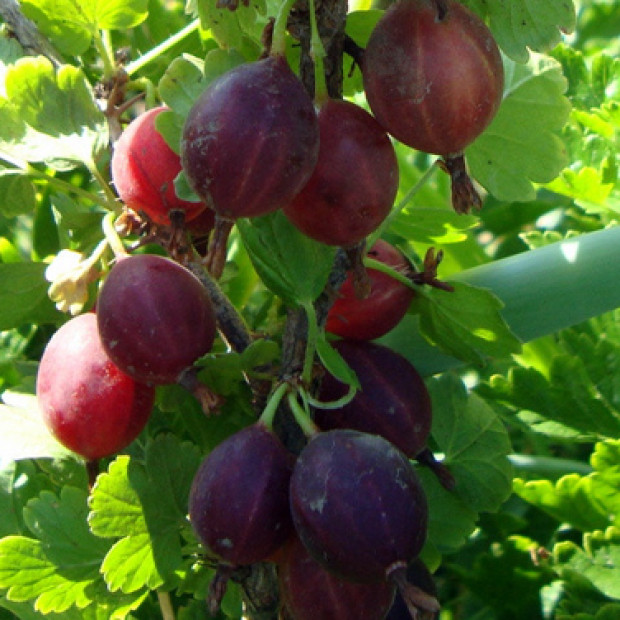 Фото 3. Крыжовник «Северный Капитан» в каталоге СЦ Корекозево