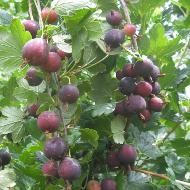 Фото 4. Крыжовник «Северный Капитан» в каталоге СЦ Корекозево