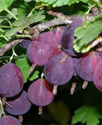 Крыжовник «Грушенька» в каталоге СЦ Корекозево