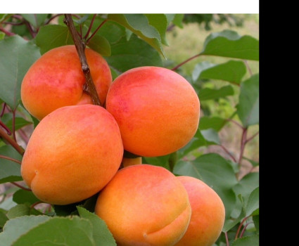 Абрикос «Сын Краснощекого» в каталоге СЦ Корекозево