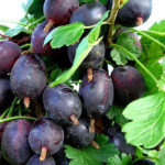 Миниатюра 4. Крыжовник «Грушенька» в каталоге СЦ Корекозево