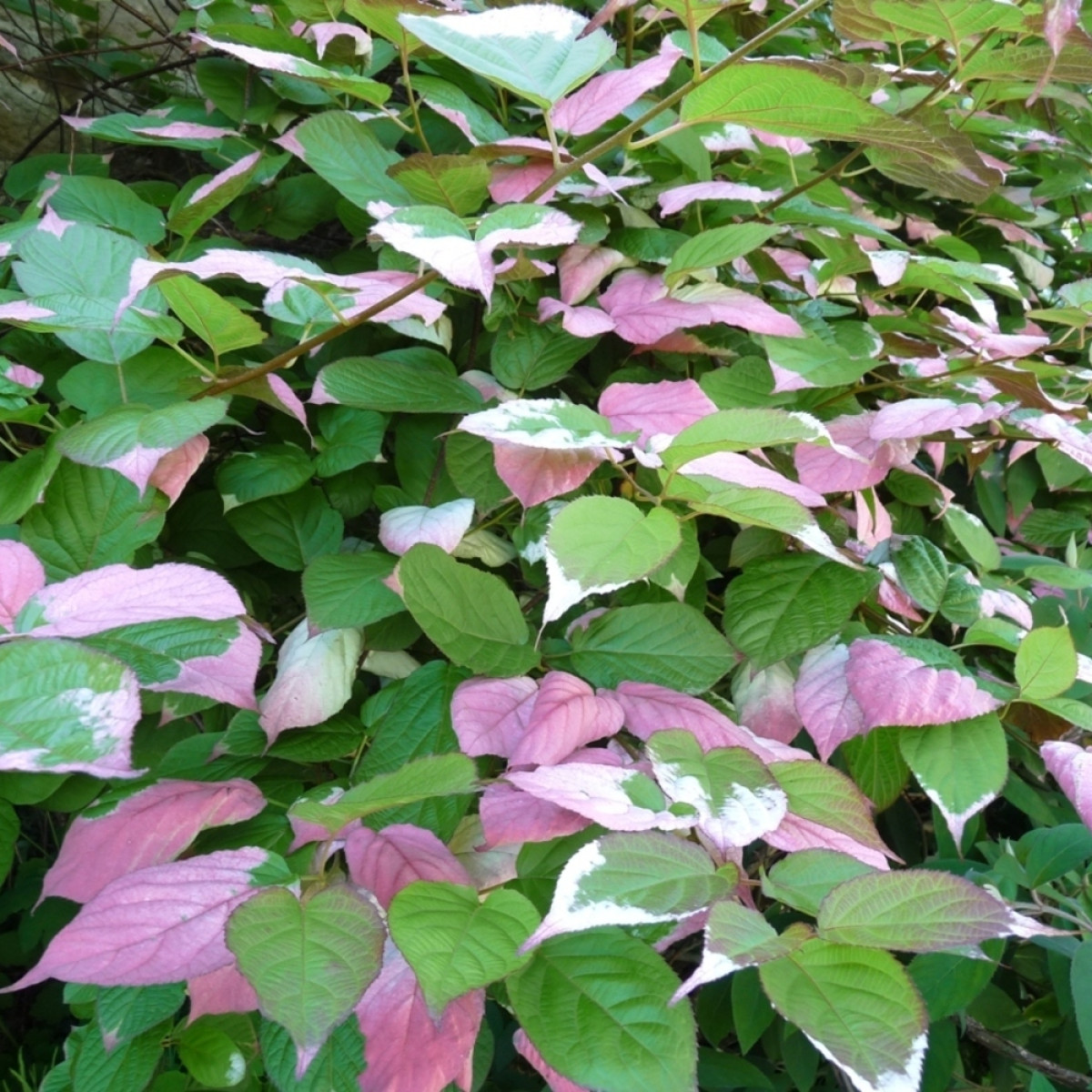 Актинидия «Адам» в каталоге СЦ Корекозево