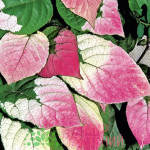 Миниатюра 2. Актинидия «Адам» в каталоге СЦ Корекозево