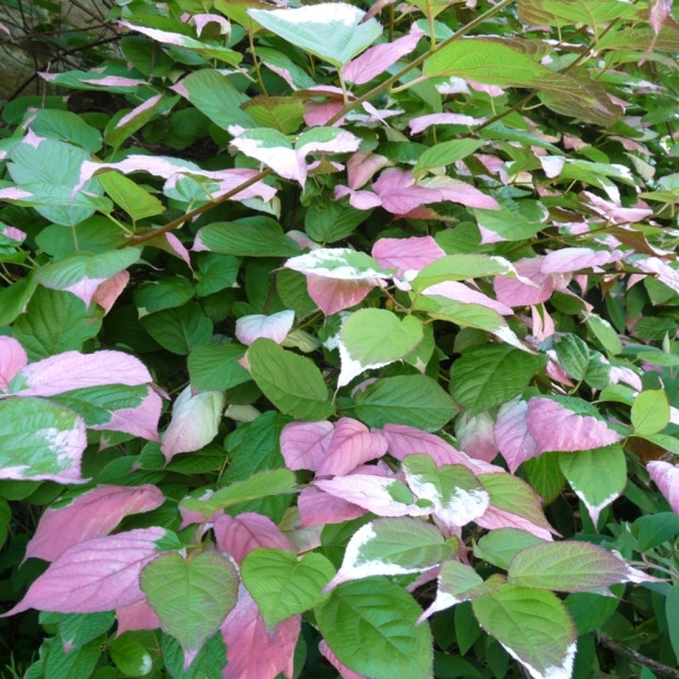 Фото 1. Актинидия «Адам» в каталоге СЦ Корекозево