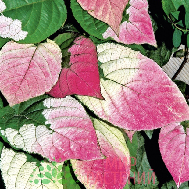 Фото 2. Актинидия «Адам» в каталоге СЦ Корекозево