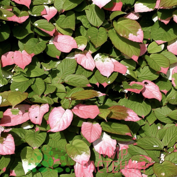 Фото 3. Актинидия «Адам» в каталоге СЦ Корекозево