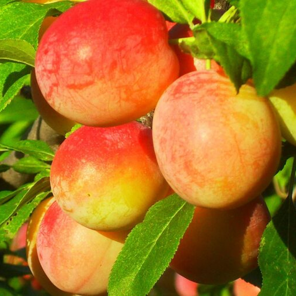 Алыча Персиковая в каталоге СЦ Корекозево