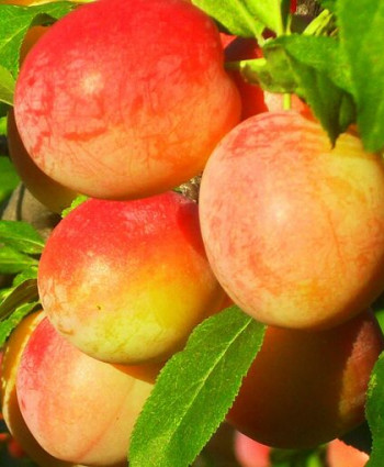 Алыча Персиковая в каталоге СЦ Корекозево