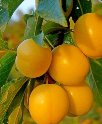 Алыча Сонейка в каталоге СЦ Корекозево