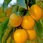 Миниатюра 1. Алыча 