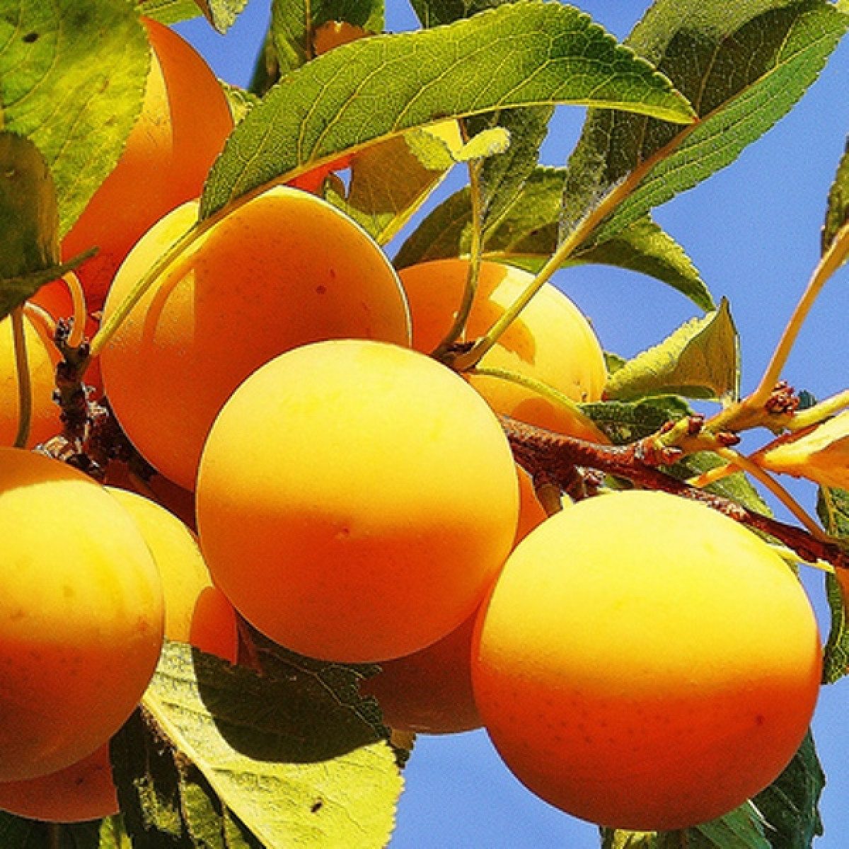 Алыча Царская в каталоге СЦ Корекозево