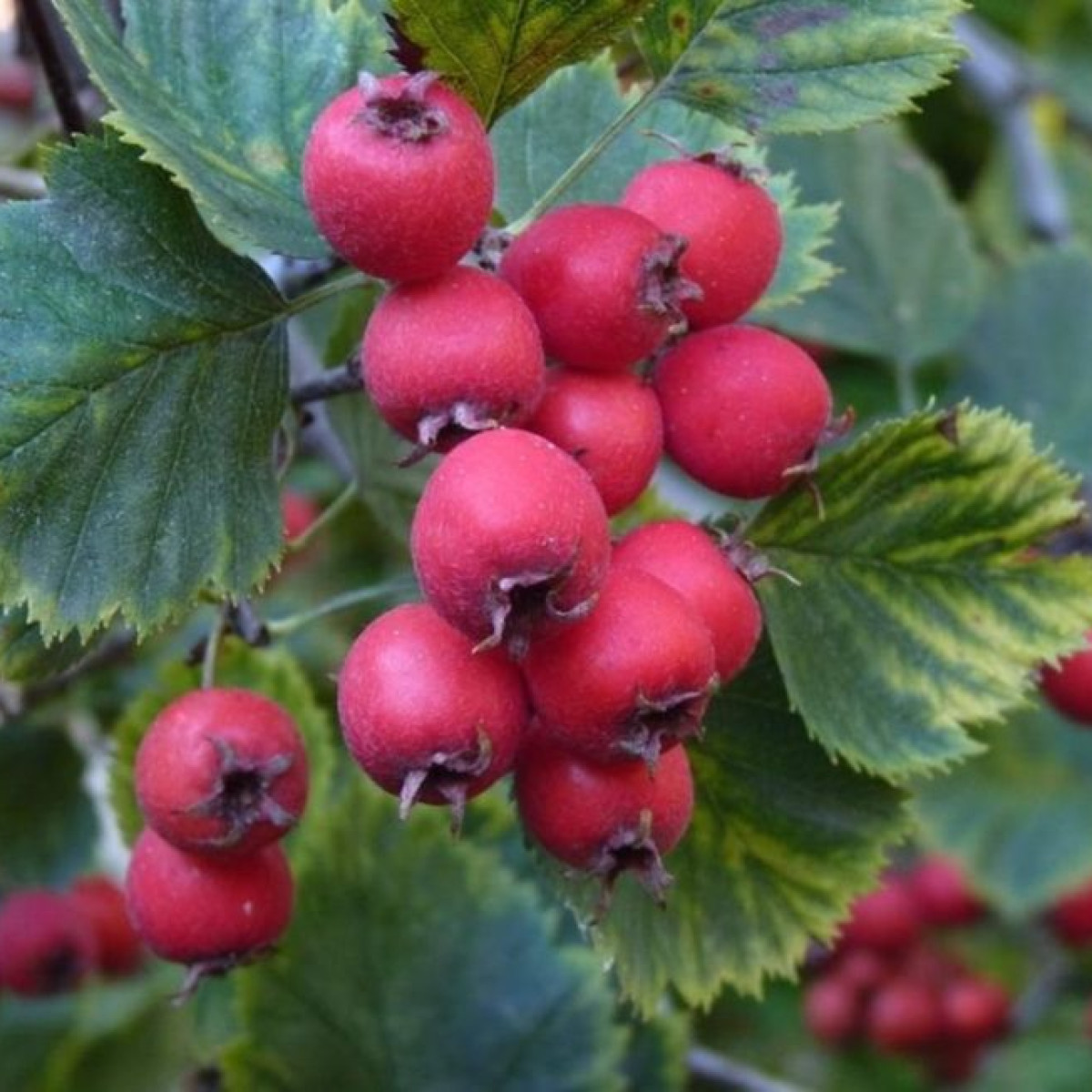Боярышник «Арнольда» в каталоге СЦ Корекозево