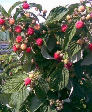 Малиновое дерево «Таруса» в каталоге СЦ Корекозево