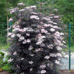 Миниатюра 1. Бузина черная 