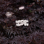 Миниатюра 4. Бузина черная 