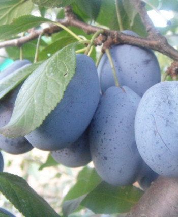 Слива «Стенли» в каталоге СЦ Корекозево