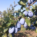 Миниатюра 2. Слива «Стенли» в каталоге СЦ Корекозево